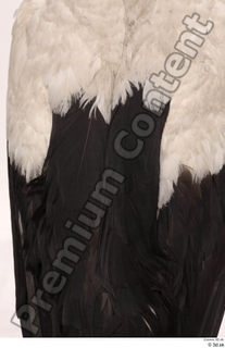 Black stork back wing 0002.jpg